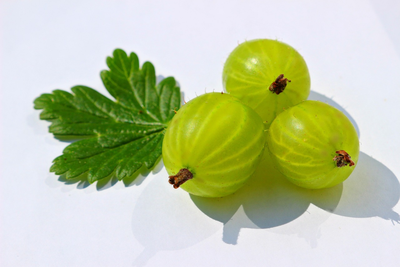 gooseberry, leaf, green, nature, berry