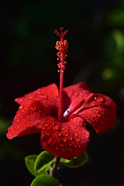 hibiscus, blossom, bloom, hibiscus flower, red, drops, mediterranean, southern europe, tropical, pistils, pollen, close up, waterdrop, dewdrop, summer, blooms, gorgeous, beautiful, nature, hibiscus, hibiscus, hibiscus, hibiscus, hibiscus, hibiscus flower, hibiscus flower