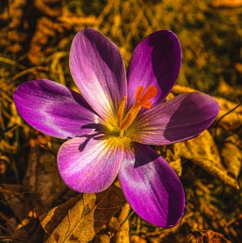 Close-up of a vibrant purple crocus flower surrounded by autumn leaves and sunlight.